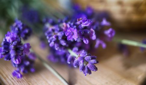Aromatherapy York - Lavender